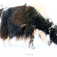 Expo_Gap_2025_André-Animaux_de_la_Ferme